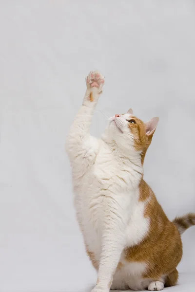 Cat sits with paw up — Stock Photo, Image