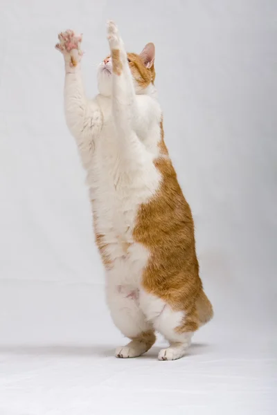 Kočka stojící — Stock fotografie
