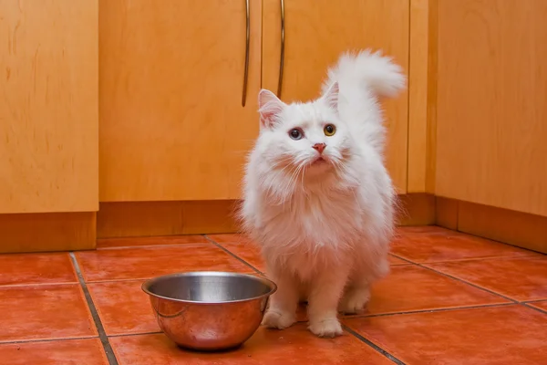 Beyaz kedi yemek bekliyor. Telifsiz Stok Imajlar