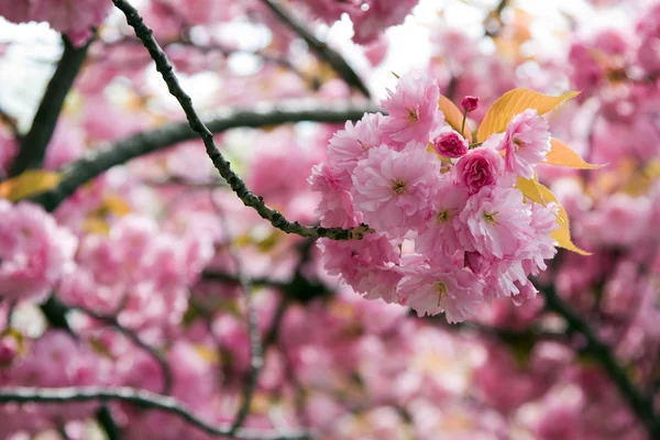 Kirschblüte Stockbild