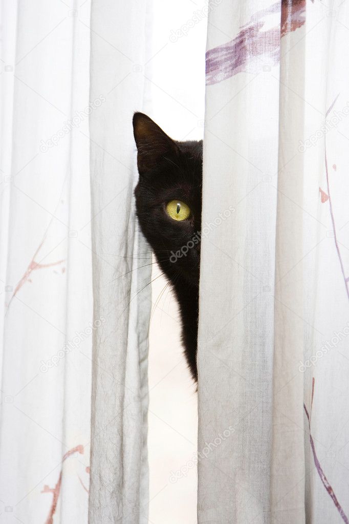 Peeking cat