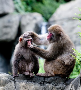 Snow Monkeys grooming clipart