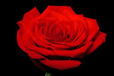 Red rose flower on black clipart