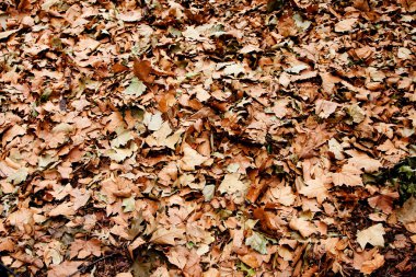 Dry brown leaves on ground clipart