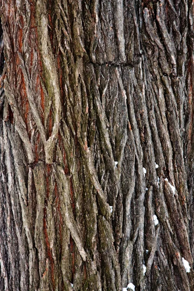 Détail écorce d'arbre — Photo