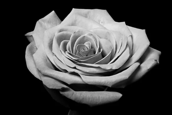 Черно-белый цветок розы на чёрном — стоковое фото