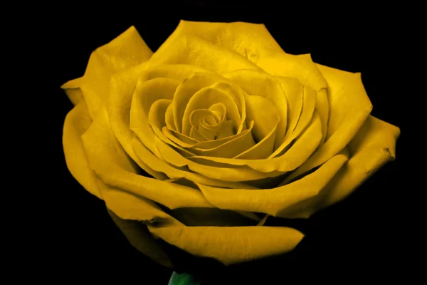Желтый цветок розы на черном — стоковое фото