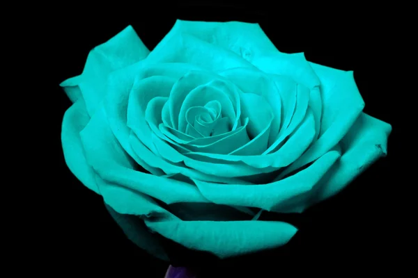 Cyan blue rose flower on black — Stock Photo, Image