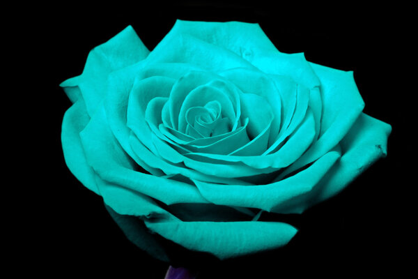 Close up of a cyan blue rose flower with some parts blurry and others sharp showing its beautiful petals, isolated.