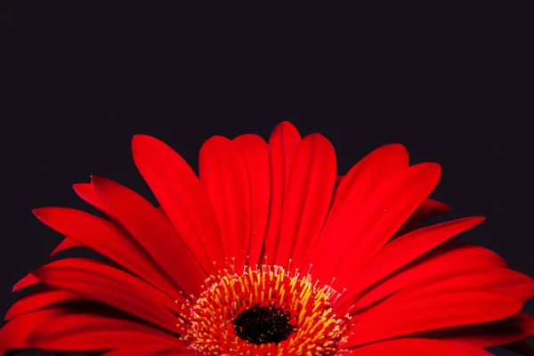 stock image Red daisy gerbera flower