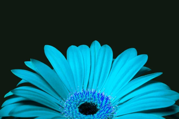 Flor de gerbera margarida azul ciano — Fotografia de Stock