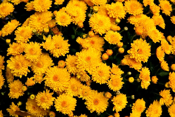 Collection of yellow orange flowers — Stock Photo, Image