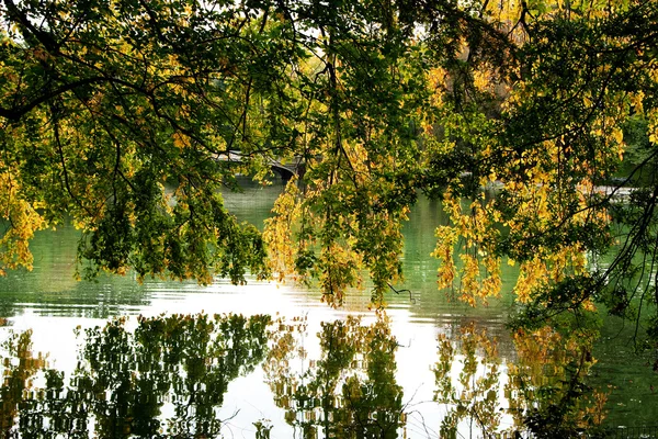 Ветви деревьев, свисающие над озером — стоковое фото