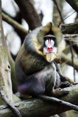 Mandrill sitting on tree branch clipart