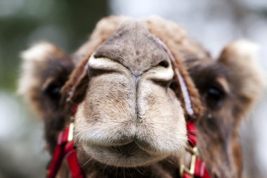 Funny camel face clipart