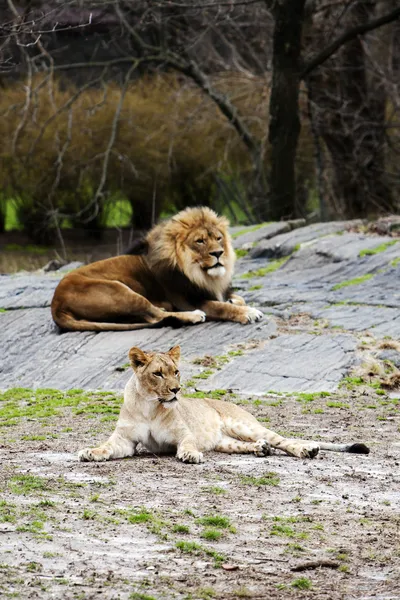 Aslan ve aslan birlikte döşeme — Stok fotoğraf