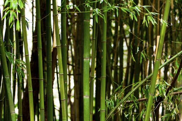 stock image Bamboo forest