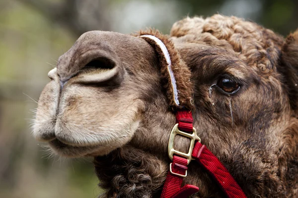Camel gezicht met rein — Stockfoto