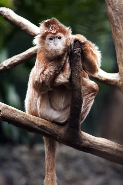 Ebony Langur monkey — Stock Photo, Image