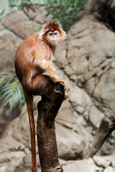 Ebony Langur monkey — Φωτογραφία Αρχείου