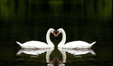 Romantic Swans clipart