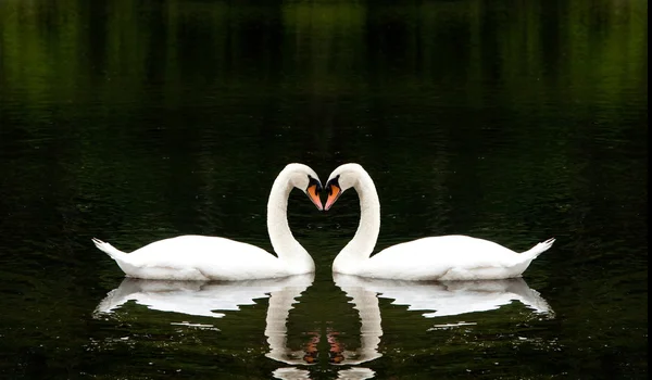 ロマンチックな白鳥 — ストック写真
