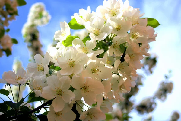 stock image Apple blossom