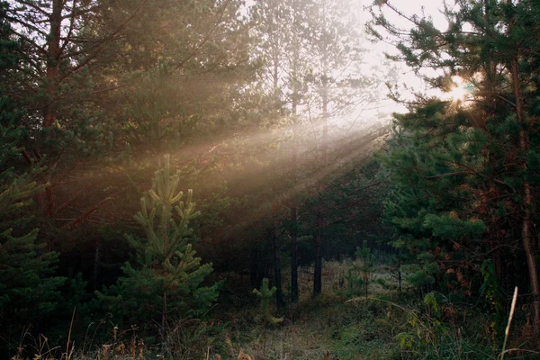 stock image Magic forest