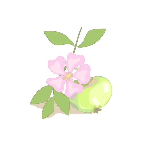 Ekologiczne jabłka — Wektor stockowy