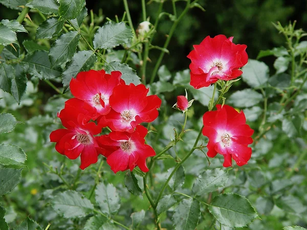 Stock image Red roses