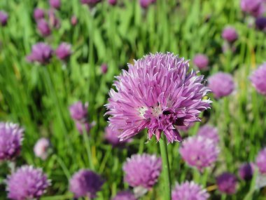 Allium çiçek.