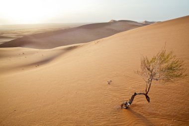 Small tree in Sahara dunes. clipart