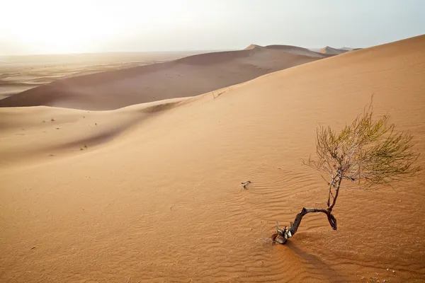 Malý strom v dunách Sahary. — Stock fotografie