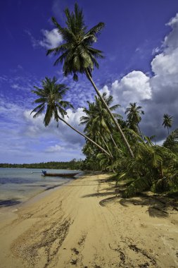 Tropical beach. clipart