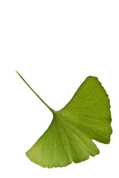 stock image Ginkgo biloba leaf