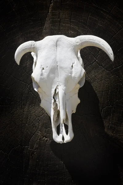 stock image Skeleton bull head.