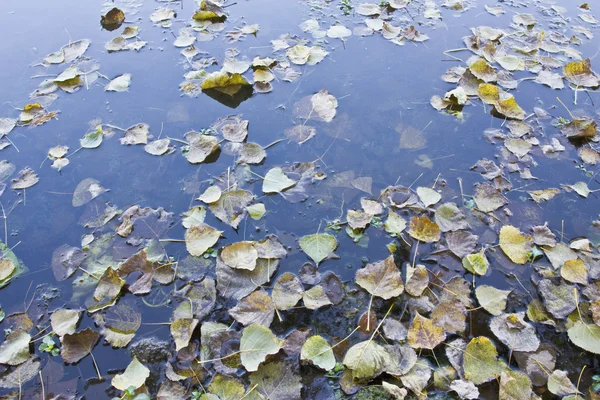 stock image Leaves in water.