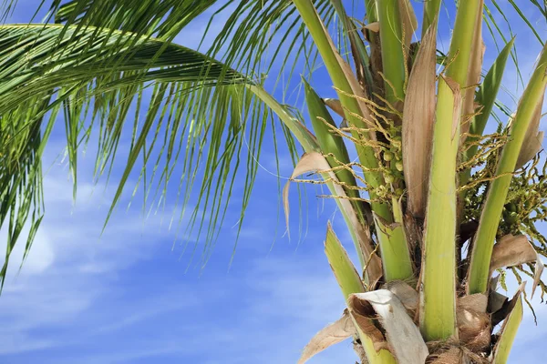 Kokosnoot palmboom. — Stockfoto