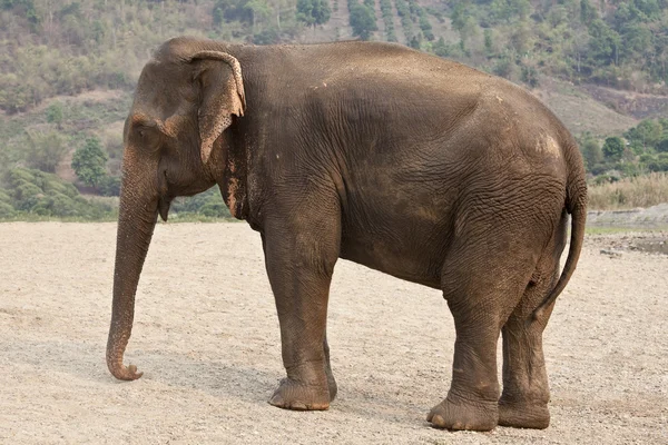 Profile adult elephant. — Stock Photo, Image