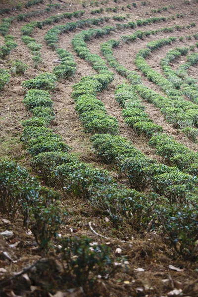 茶畑. ロイヤリティフリーのストック写真