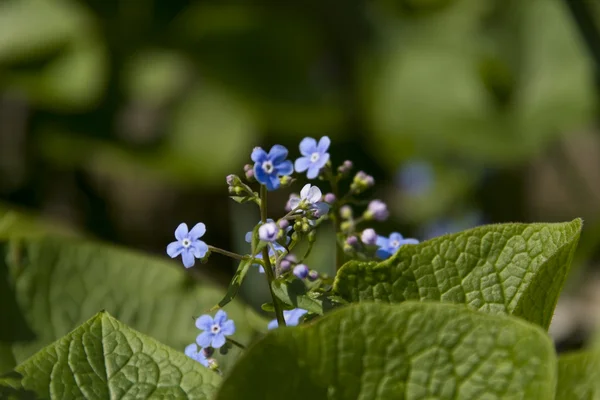 stock image Nature