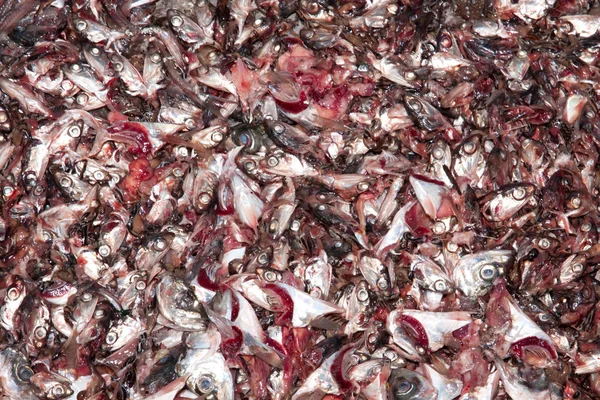 Elpusztult halak háttér — Stock Fotó