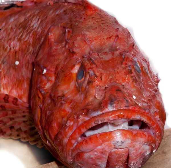 Szomorú hal — Stock Fotó