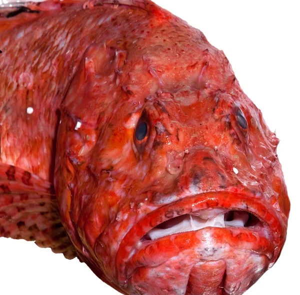 Szomorú hal — Stock Fotó