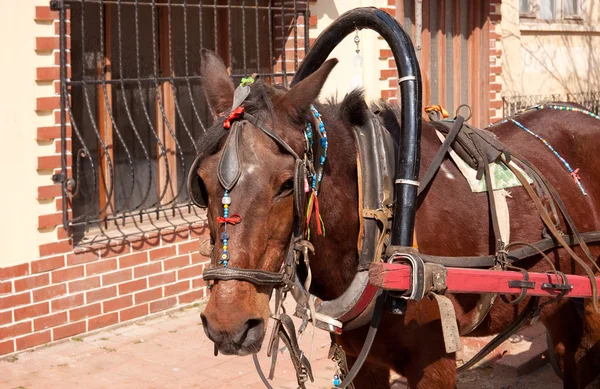 stock image Horse riding attraction