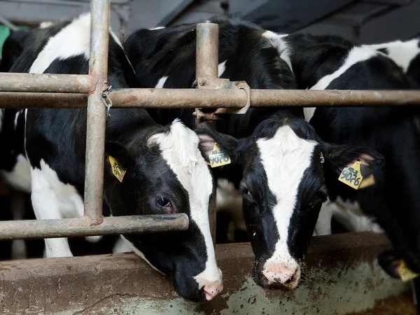 Stock image Two cows in farmhouse