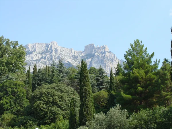 stock image Trees and mountain