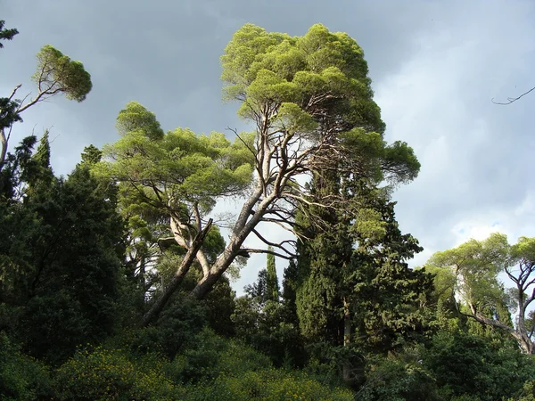 Tree — Stock Image Tree Stock Photo