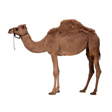 Camel clipart