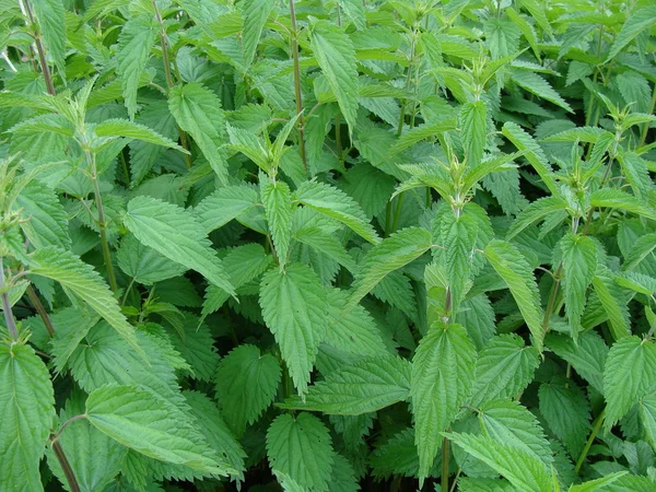 stock image Nettle background